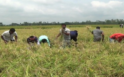 হাকিমপুরে অসহায় কৃষকের ধান কেটে দিল ছাত্রদল 