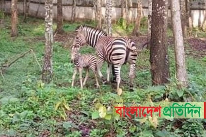 সাফারি পার্কে জেব্রা পরিবারে নতুন অতিথি