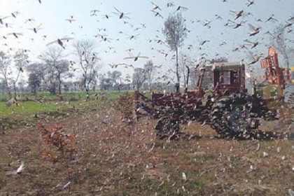 পাকিস্তানে প্রতি কেজি পঙ্গপাল ২০ রুপি দরে বিক্রি