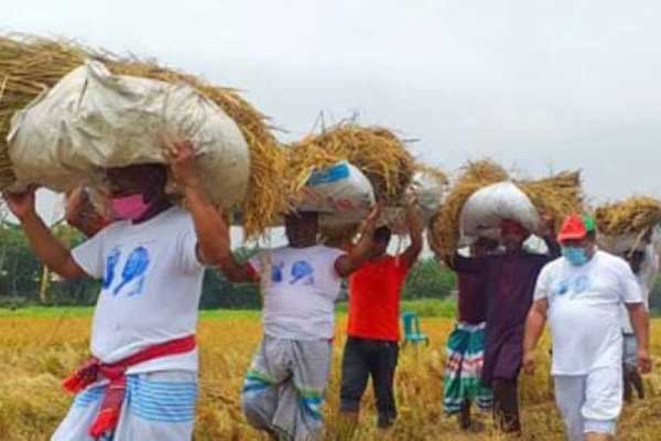 করোনা আক্রান্ত ব্যক্তির ধান কেটে দিলেন স্বেচ্ছাসেবক লীগ সভাপতি