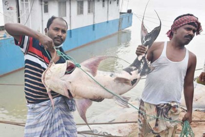পদ্মায় জেলের জালে ২২ কেজি বাগাইড়