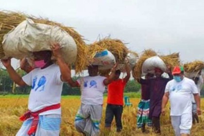 করোনা আক্রান্ত ব্যক্তির ধান কেটে দিলেন স্বেচ্ছাসেবক লীগ সভাপতি