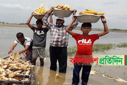 আম্ফানেই শেষ কৃষকের স্বপ্ন, ডুবেছে ধান-ভুট্টা