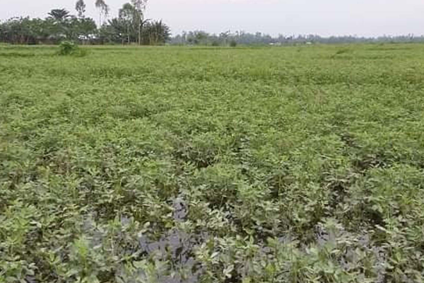 কুড়িগ্রামে চরের বাদাম ক্ষেত পানিতে নিমজ্জিত


