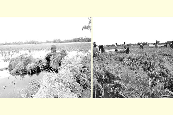 পানিতে ভাসছে কৃষকের স্বপ্ন