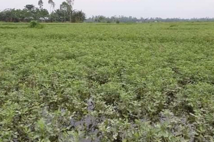 কুড়িগ্রামে চরের বাদাম ক্ষেত পানিতে নিমজ্জিত



