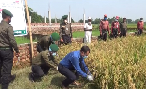 মানিকগঞ্জে দরিদ্র ১শ' জন কৃষকের ধান কাটা কর্মসূচির উদ্বোধন