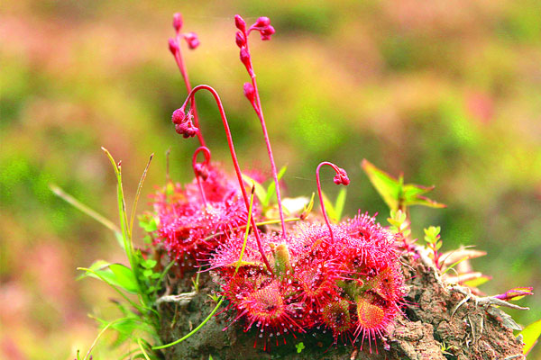 পতঙ্গখেকো সূর্যশিশির