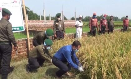 মানিকগঞ্জে দরিদ্র ১শ' জন কৃষকের ধান কাটা কর্মসূচির উদ্বোধন
