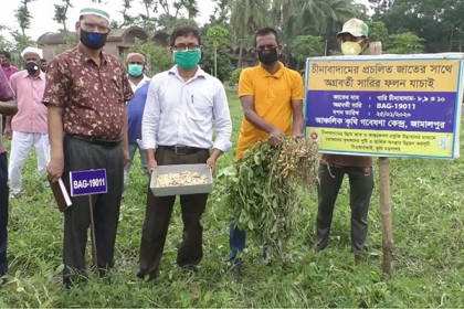 জামালপুরে চীনাবাদামের মাঠ দিবস 