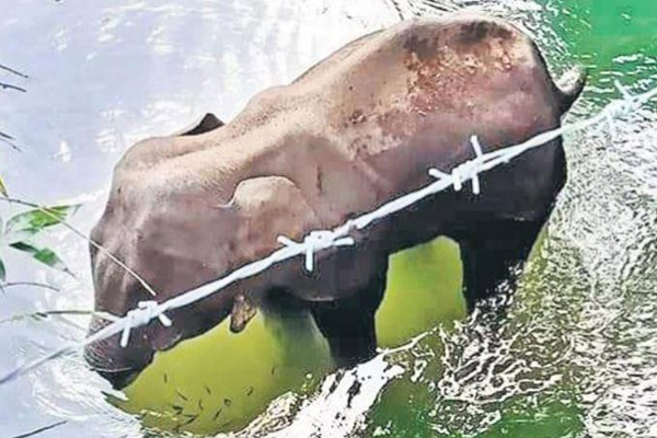 ৩ দিন ধরে পানিতে দাঁড়িয়ে মৃত্যুর অপেক্ষায় ছিল হাতিটি