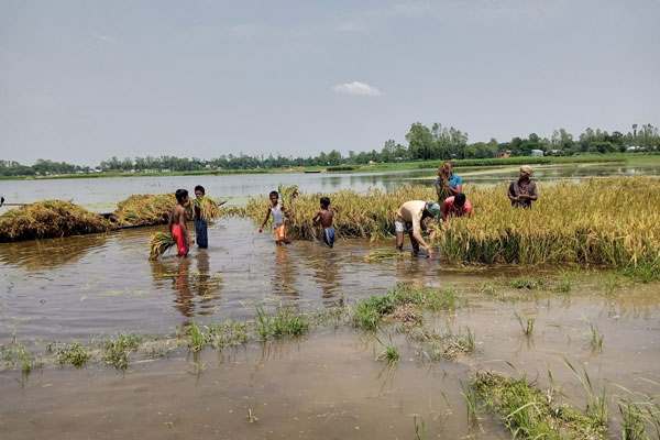পাবনায় পাউবোর অবহেলায় ফসলি জমি তলিয়ে যাওয়ার অভিযোগ