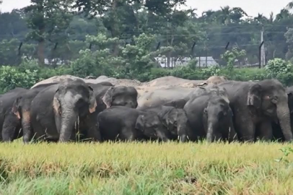 রৌমারীতে ভারতীয় হাতির তাণ্ডবে পাকা ধান নষ্ট,  দুশ্চিন্তায় কৃষকরা 