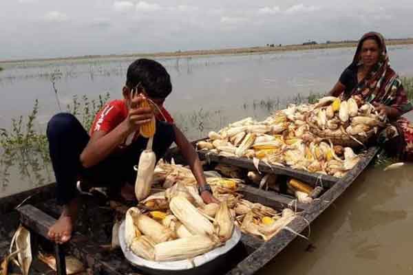 চলনবিলে আগাম বন্যায় দিশেহারা ভুট্টা চাষিরা