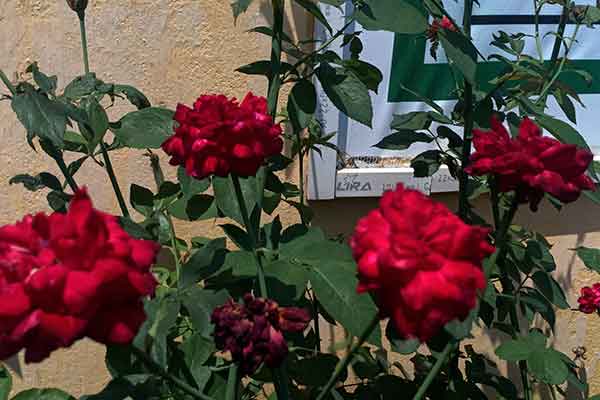 দিনাজপুরে বন্ধ স্কুল প্রাঙ্গণে লাল-সবুজের সমারোহ