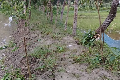 জমি নিয়ে বিরোধের জেরে হামলা, শতাধিক চারা গাছ কর্তন
