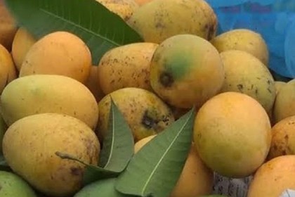 চাঁপাইনবাবগঞ্জে আম বিক্রি শুরু, ক্রেতা কম