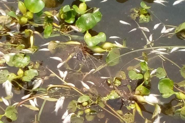 ভালুকায় মাছের সাথে শত্রুতা 

