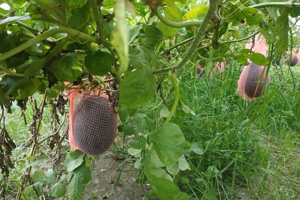 বগুড়ায় মাচায় ঝুলছে তরমুজ, চাষে উৎসাহী অন্যরাও