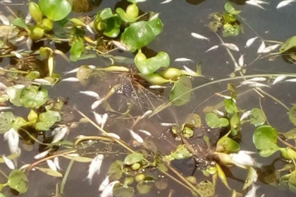 ভালুকায় মাছের সাথে শত্রুতা 

