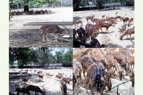 রামসাগর জাতীয় উদ্যানে ফুরফুরে মেজাজে চিত্রা হরিণের দল 