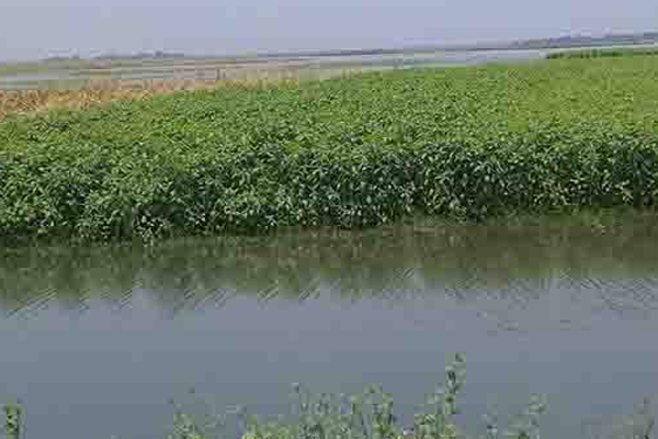 নলডাঙ্গার হালতি বিলে আগাম বন্যা পরিদর্শনে জেলা প্রশাসক

