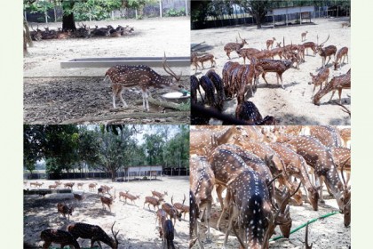 রামসাগর জাতীয় উদ্যানে ফুরফুরে মেজাজে চিত্রা হরিণের দল 