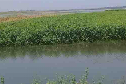 নলডাঙ্গার হালতি বিলে আগাম বন্যা পরিদর্শনে জেলা প্রশাসক

