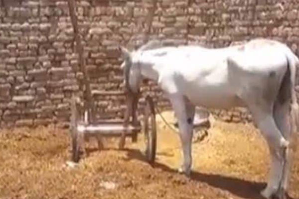 জুয়া 'খেলার' অপরাধে পাকিস্তানে গাধা গ্রেফতার!