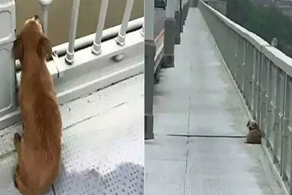 যে কারণে ব্রিজের ওপর বসে কেঁদেই চলেছে কুকুরটি! (ভিডিও)