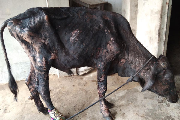 দিনাজপুরে গরুর লাম্পি স্কিন রোগে বিপাকে খামারীরা