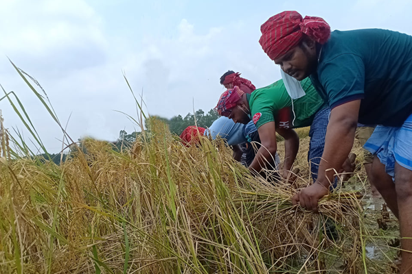 মানিকগঞ্জে কৃষকের পাকা ধান কেটে দিল ছাত্রলীগ