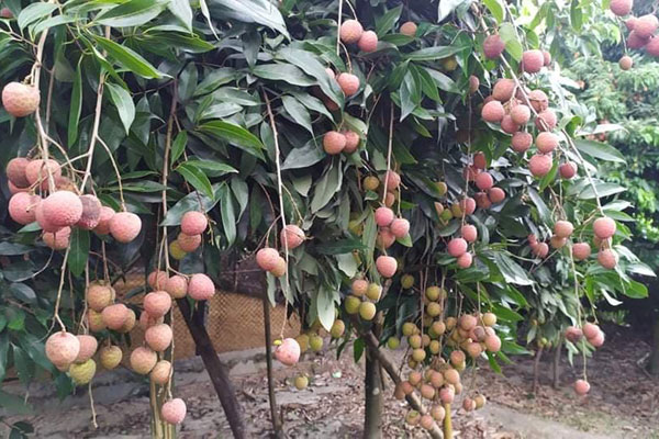 ঠাকুরগাঁওয়ে আম ও লিচুর ফলন বিপর্যয়ে লোকসানের আশঙ্কায় চাষিরা