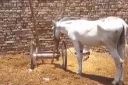 জুয়া 'খেলার' অপরাধে পাকিস্তানে গাধা গ্রেফতার!