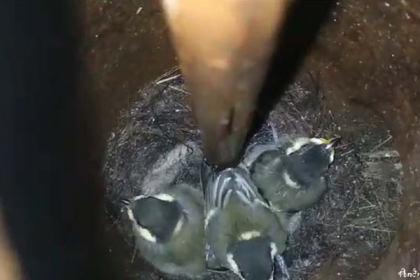 টিউবওয়েলের ভেতরে দোয়েলের বাসা, ফুটেছে ৫টি ছানা