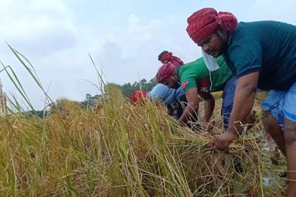মানিকগঞ্জে কৃষকের পাকা ধান কেটে দিল ছাত্রলীগ