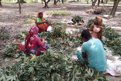 ঠাকুরগাঁওয়ে আম-লিচুর ফলন বিপর্যয়, চাষিদের মাথায় হাত