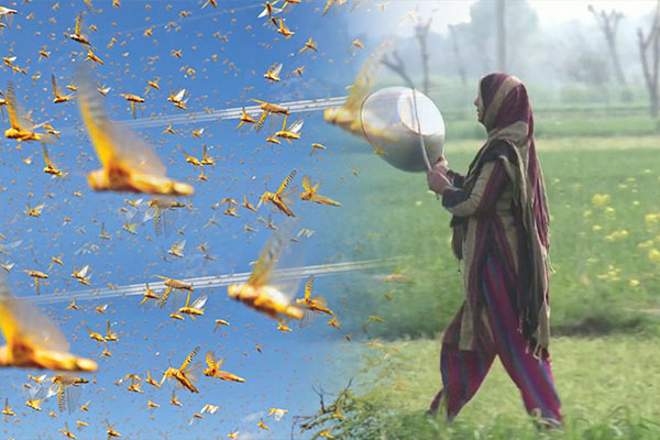 ফের পাকিস্তান থেকে ঝাঁকে ঝাঁকে পঙ্গপাল ঢুকবে ভারতে