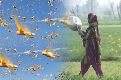 ফের পাকিস্তান থেকে ঝাঁকে ঝাঁকে পঙ্গপাল ঢুকবে ভারতে