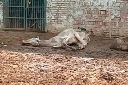 মর্মান্তিক, লকডাউনে ক্ষুধার জ্বালায় প্রাণ গেল ৮০টি গরুর!