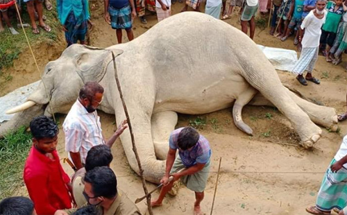 টেকনাফে বৈদ্যুতিক সঞ্চালন লাইনে শুঁড় আটকে বন্যহাতির মৃত্যু
