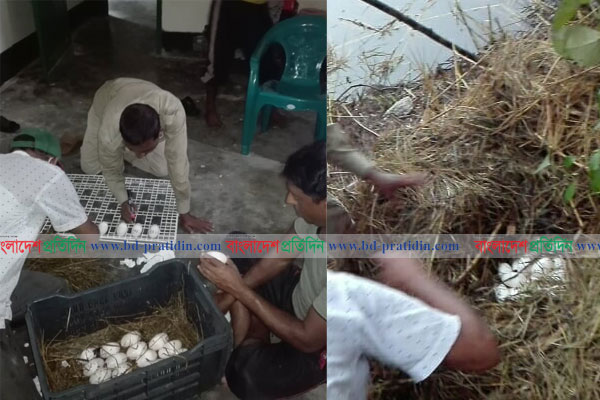 ৪৪ ডিম দিয়েছে কুমির পিলপিল