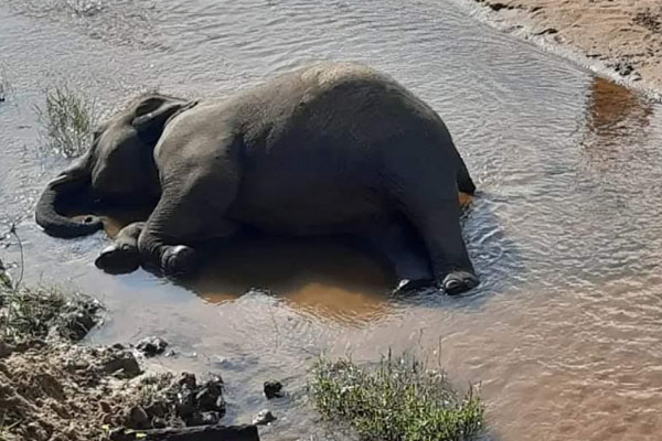 লামায় আরও একটি হাতির মৃত্যু