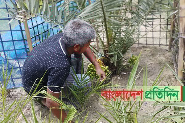 সৌদি খেজুরের বাগান গড়ে আলোচনায় সোলাইমান