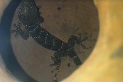 পটুয়াখালীতে তক্ষক পাচারকারী আটক 