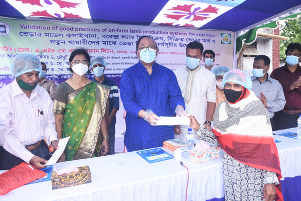 রাজশাহীতে নতুন খামারিদের মাঝে ভেড়া বিতরণ

