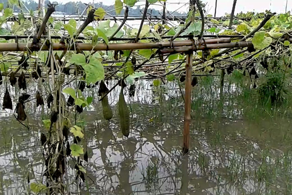 কুড়িগ্রামে নদীর পানি বৃদ্ধিতে নিম্নাঞ্চল প্লাবিত

