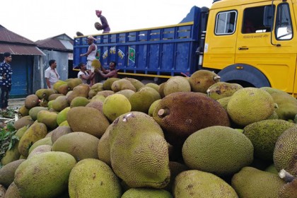 কাঁঠালের ফলন ভাল হলেও দাম পাচ্ছে না বাগান মালিকেরা

