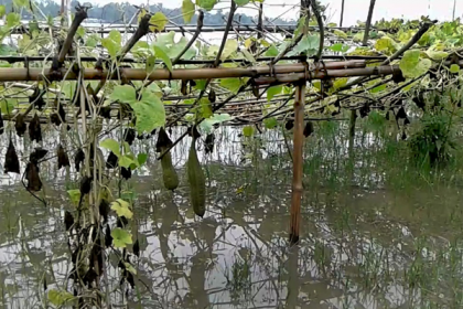 কুড়িগ্রামে নদীর পানি বৃদ্ধিতে নিম্নাঞ্চল প্লাবিত

