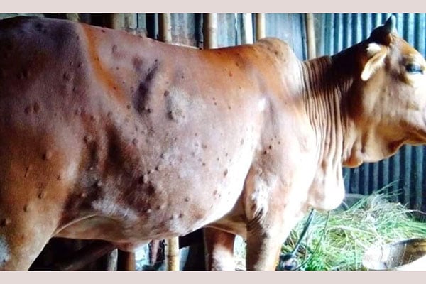 করোনাকালে নতুন রোগে গবাদিপশুর মহামারী